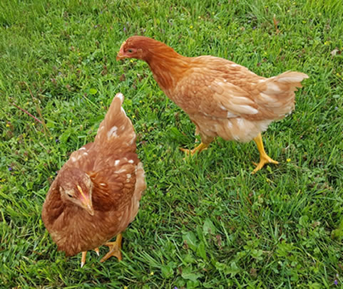 Two brown hens foraging for food