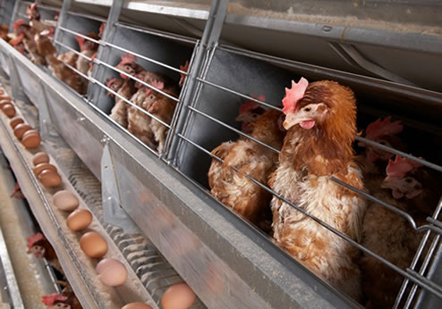 Hens raised for eggs crowded into battery (wire) cages