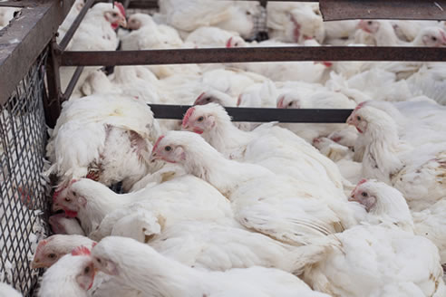 Female chickens or broilers crammed into a factory farm