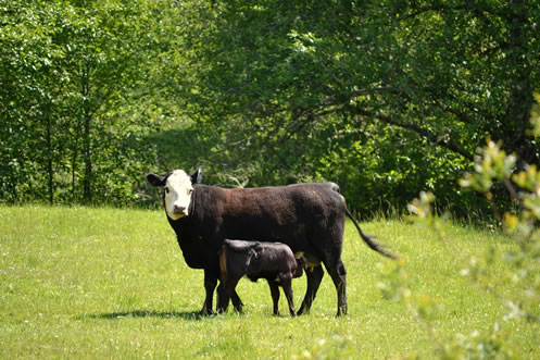 Mother cow and calf in field near woods