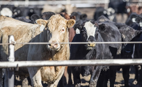 Cows raised for beef in crowded feedlot