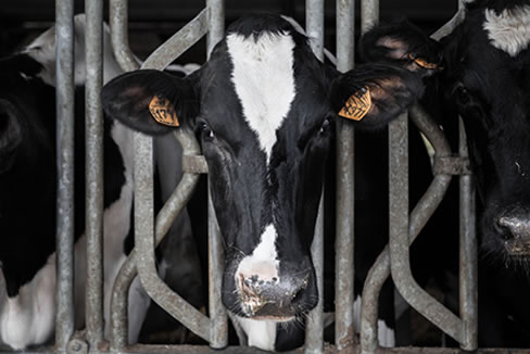 Cow raised for beef and/or dairy in confinement