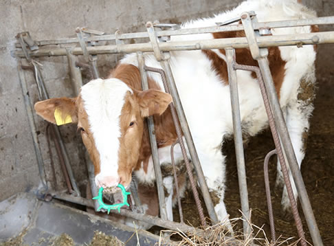 Confined calf wearing spiked nose ring to discourage nursing from its mother