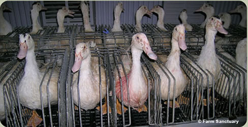 Ducks confined in cages at foie gras producer