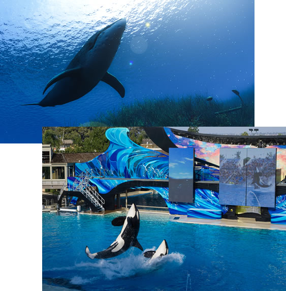 Orca whales in ocean and in captivity at marine park