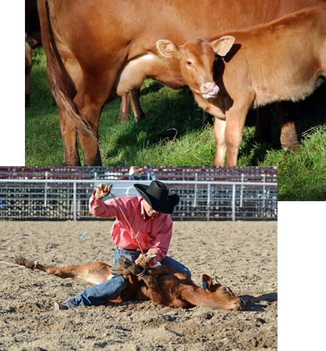 Baby cow / calf with mother and baby cow / calf being forced to the ground and tied in rodeo