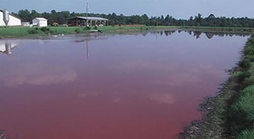 Polluted river due to factory farm pollution