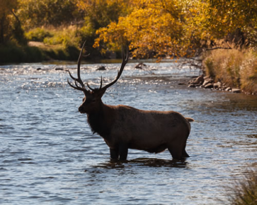 Wild elk in stream - a target of hunting