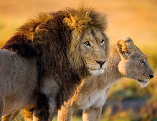 Lions are often a target in trophy hunting