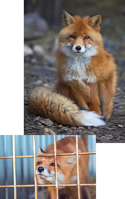 Fox in wild and fox behind bars in fur farm