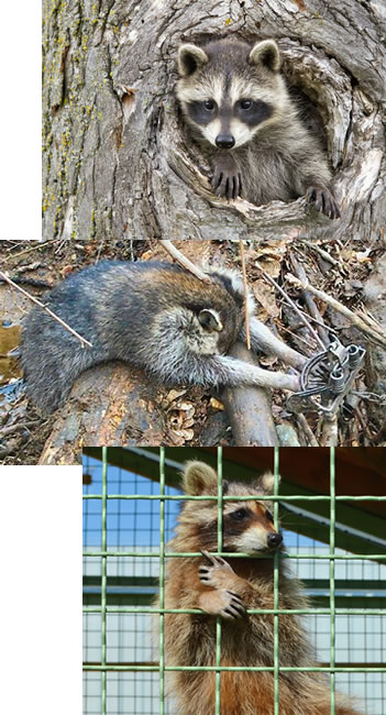 Raccoon in wild, and raccoon killed in trap and raised in fur farm