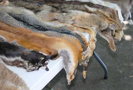 Various animal pelts and skins