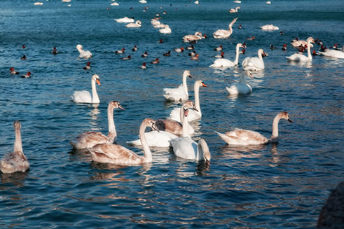 Wild geese swimming in lake