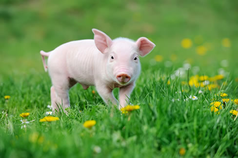 Happy pig in open field