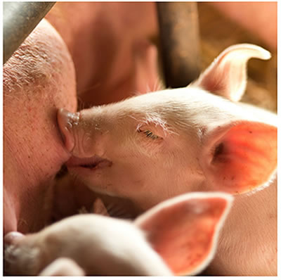 Baby piglets nursing from mother pig