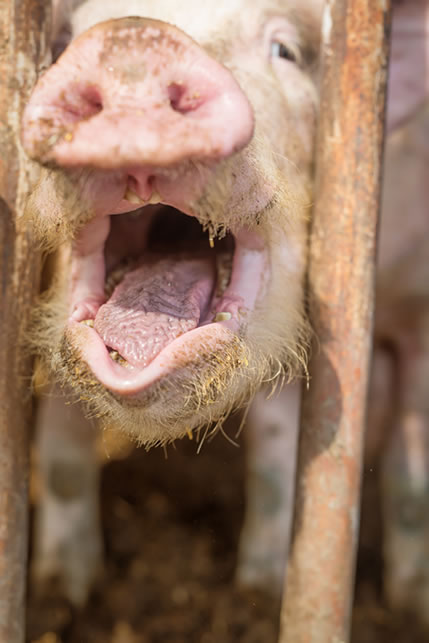 Distressed pig behind bars