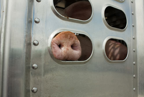 Pigs being transported to slaughterhouse