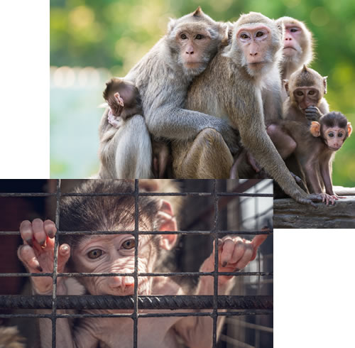 Monkey behind bars and group of monkeys in close family bond in wild