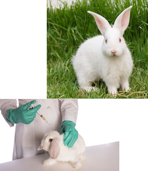 Rabbit in wild vs. being used in product and chemical testing in laboratory