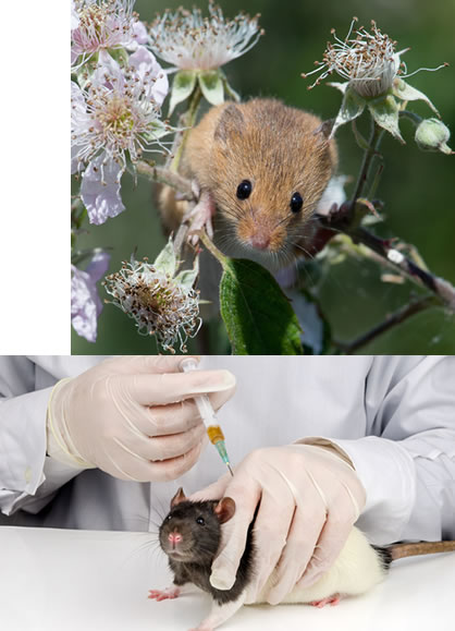 Rat in tree in wild vs. rat being subjected to medical research in laboratory