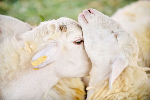 Two lambs nuzzling one another