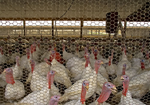 Thousands of turkeys crowded indoors on factory farm