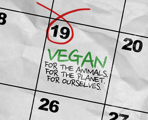 Reasons to go vegan - for the animals, for the planet, and for ourselves